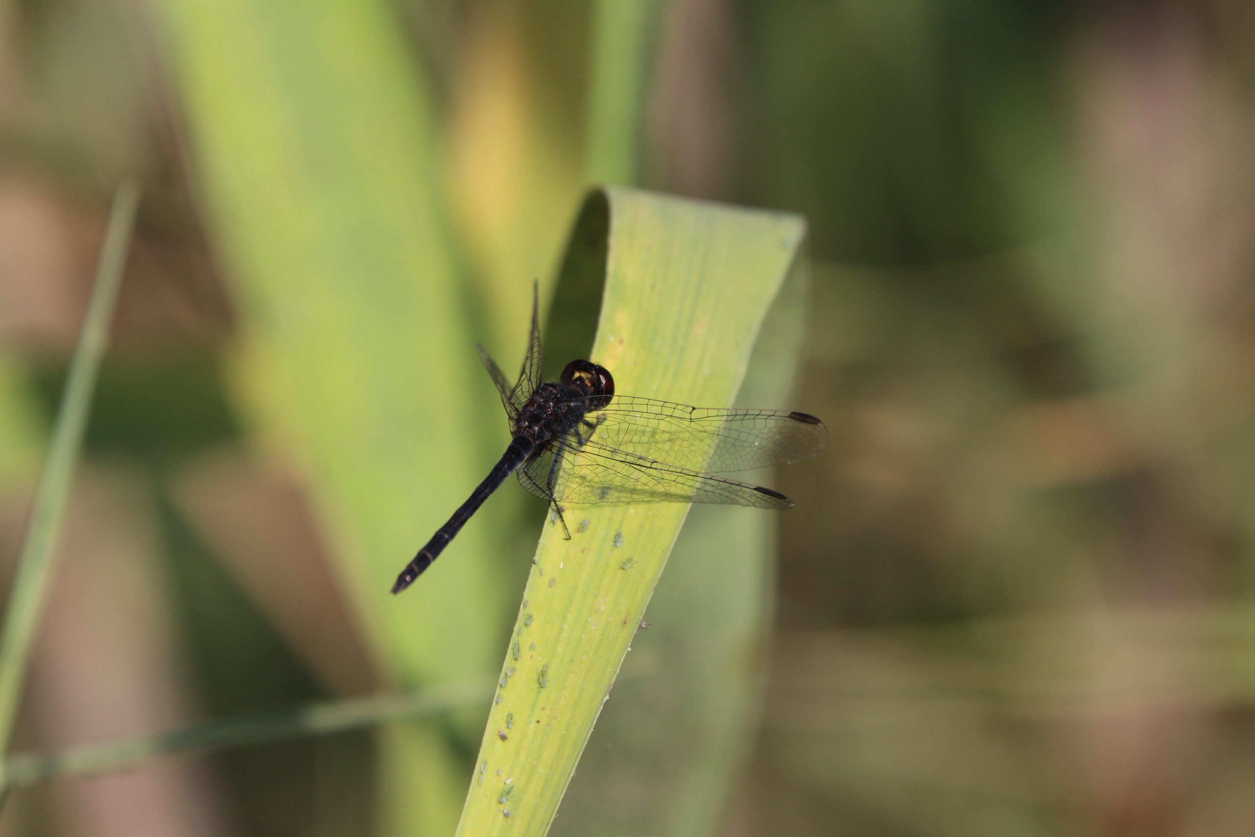 Black Percher 2